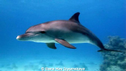 Dolphin, my lovely dolphin :) by Elena May Izyumskaya 